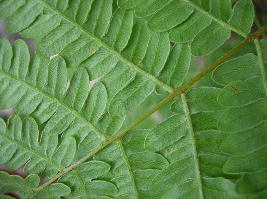 سرخس لِیشیسکالم